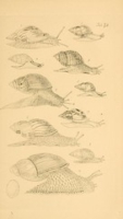 Flickr image:Figures of molluscous animals - Tab. 73
