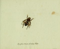 Flickr image:Favnae insectorvm Germanicae initia, oder, Deutschlands Insecten - Tab. 24