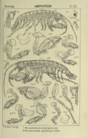 Flickr image:An account of the Crustacea of Norway, - Pl. 192