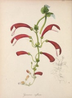 Flickr image:The floral cabinet and magazine of exotic botany - No. 61