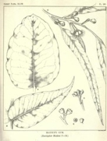 Flickr image:The forest flora of New South Wales. - Pl. 261